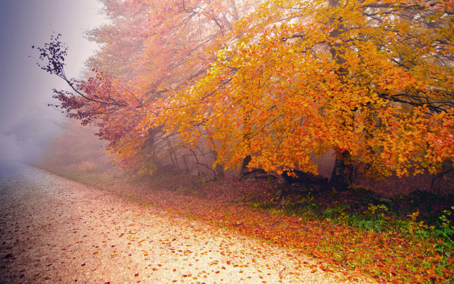 Обои картинки фото autumn, природа, дороги, осень, туман, дорога, лес