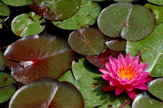 Обои картинки фото цветы, лилии, водяные, нимфеи, кувшинки, розовый, вода, листья