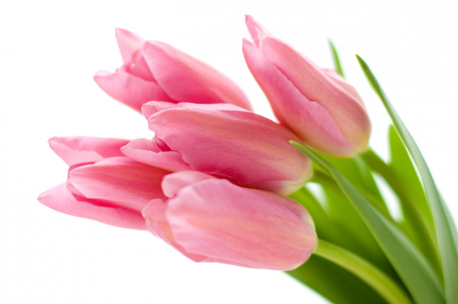 Обои картинки фото цветы, тюльпаны, розовый, букет, бутоны