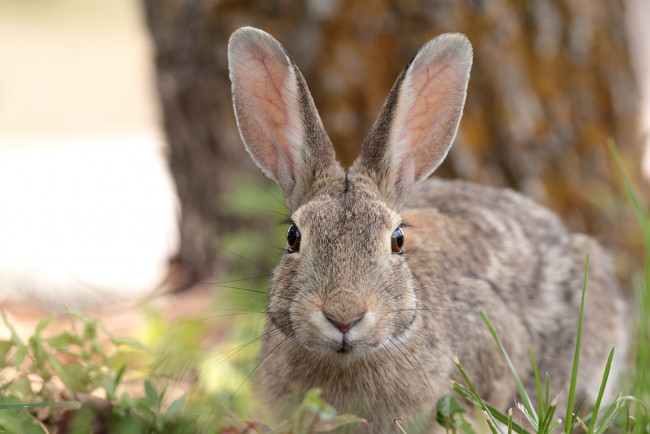 Обои картинки фото животные, кролики, зайцы, уши, кролик