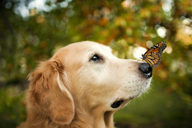 Обои картинки фото животные, разные, вместе, собака, бабочка