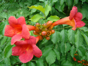 Картинка текома цветы кампсис
