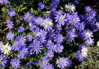 Картинка цветы ветреницы печёночницы фиолетовый
