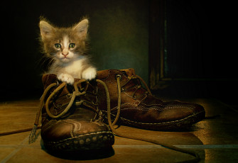 Картинка животные коты ботинки котёнок