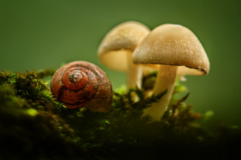 Картинка природа грибы макро ракушка поганки