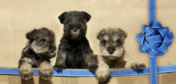 Картинка животные собаки щенки бант лента троица трио