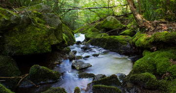 Картинка природа реки озера лес ручей камни мох
