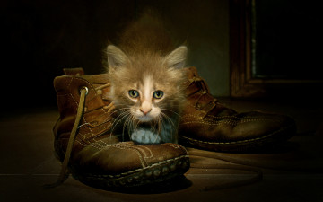 Картинка животные коты ботинки котёнок
