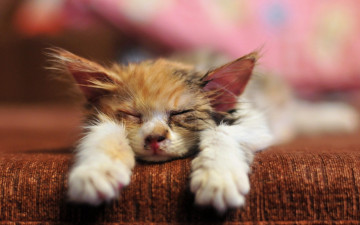 Картинка животные коты спящий котёнок сон