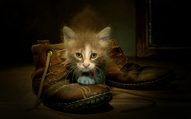 Обои картинки фото животные, коты, ботинки, котёнок