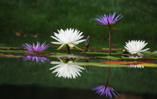 Обои картинки фото цветы, лилии, водяные, нимфеи, кувшинки, отражение