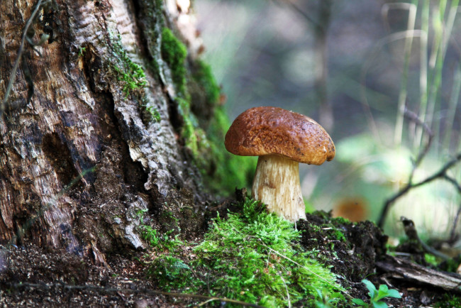 Обои картинки фото природа, грибы, боровичок, мох