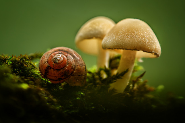 Обои картинки фото природа, грибы, макро, ракушка, поганки