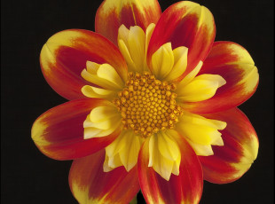 Картинка цветы георгины георгин красно-жёлтый цветок