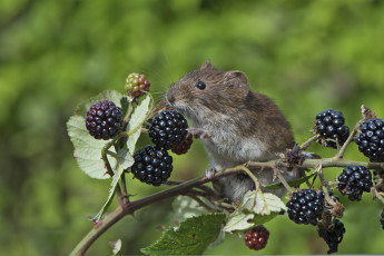Картинка животные крысы +мыши куст ягоды мышка