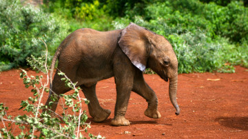 Картинка животные слоны слоненок
