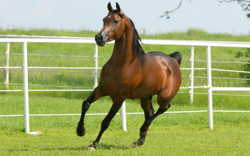 Картинка животные лошади бег лошадь