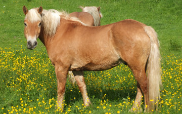 Картинка животные лошади лошадь взгляд