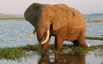 Картинка животные слоны вода слон