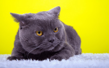 Картинка животные коты кот животное порода недовольство взгляд ушки желтый фон