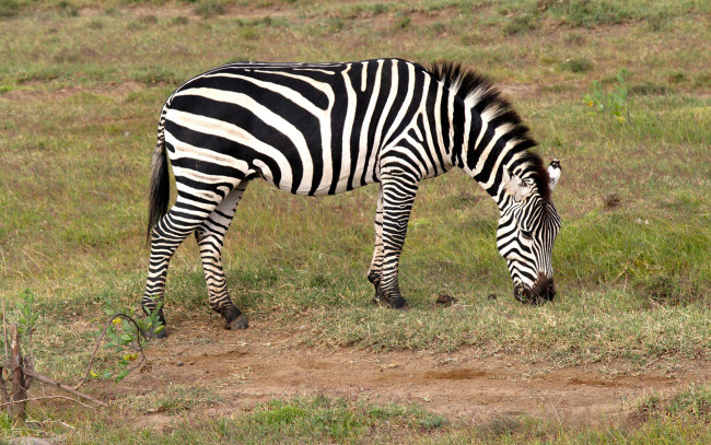 Обои картинки фото животные, зебры, зебра