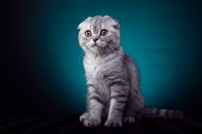 Обои картинки фото животные, коты, котенок, вислоухий, взгяд, лапки, окрас, серый, полосатый, порода, шотландский кот