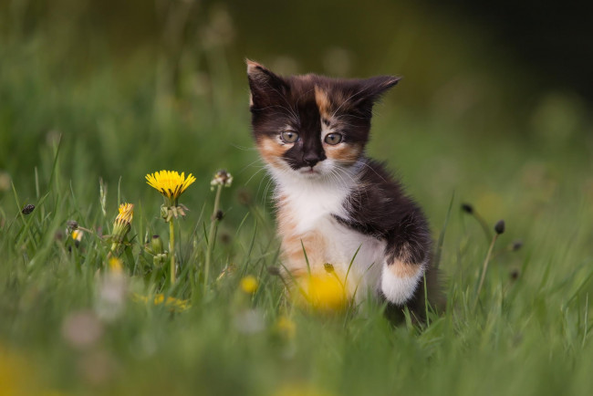Обои картинки фото животные, коты, котенок, трава, одуванчики, цветы, природа