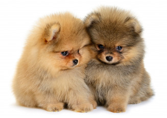 Картинка животные собаки шпиц малыши милые puppy пушистые щенки