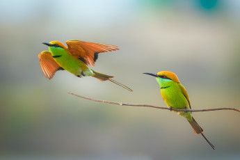 Картинка животные щурки+ пчелоеды bee-eater couple wildlife birds