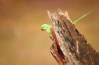Картинка животные попугаи wood wildlife parakeet bird rose-ringed