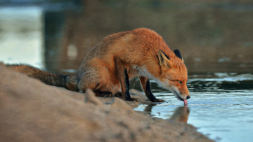 Картинка животные лисы животное вода лиса лисица песок
