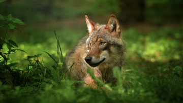 Картинка животные волки +койоты +шакалы взгляд хищник природа волк трава животное