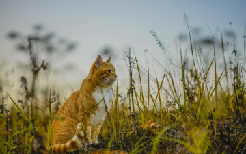 Картинка животные коты растения