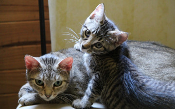 Картинка животные коты взгляд двое