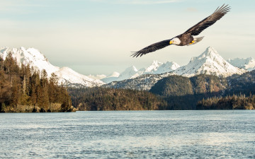 Картинка животные птицы+-+хищники snow bird flying flight sea mountains sunlight bald eagle