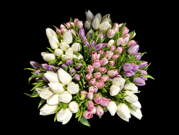 Обои картинки фото цветы, тюльпаны, черный, tulips, фон, bouquets