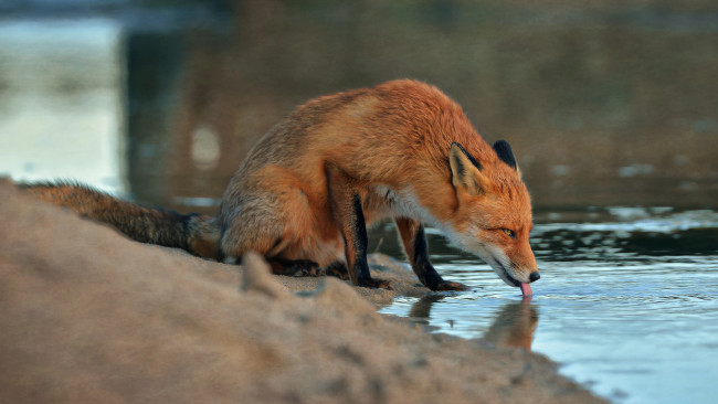 Обои картинки фото животные, лисы, животное, вода, лиса, лисица, песок
