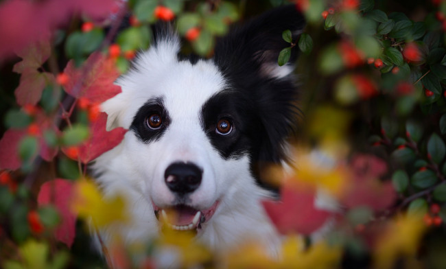 Обои картинки фото животные, собаки, собака, животное, бордер-колли, морда, ветки, осень, листья, природа, ягоды, пёс