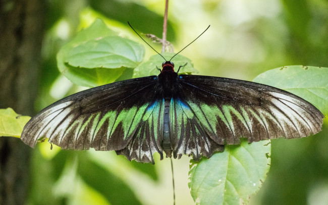 Обои картинки фото животные, бабочки,  мотыльки,  моли, green, insect, animal, nature, malaysia, leaves, butterfly, black