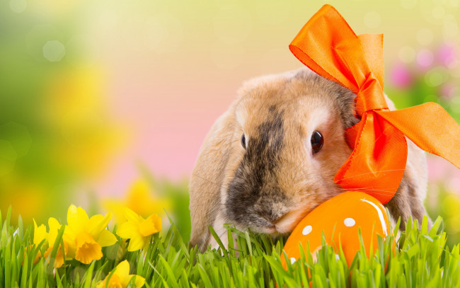 Обои картинки фото животные, кролики,  зайцы, весна, трава, боке, природа, яйцо, праздник, цветы, бант, easter, пасха, нарциссы, кролик