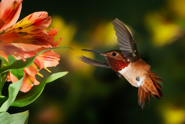 Обои картинки фото животные, колибри, цветок, полёт, patricia, ware, птичка, боке, тропики