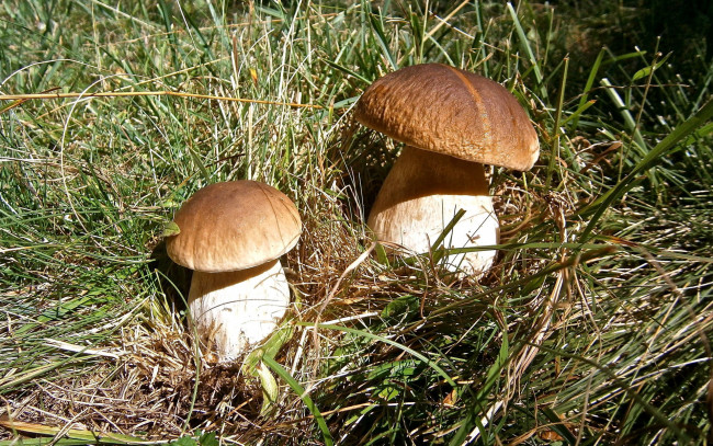 Обои картинки фото природа, грибы, боровик