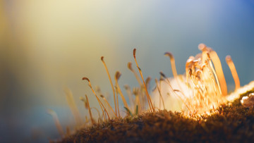 Картинка природа макро трава свет мох