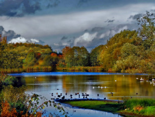 Картинка природа реки озера озеро деревья птицы