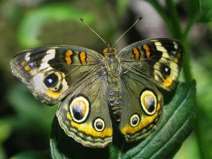 Картинка животные бабочки листочек зелёный