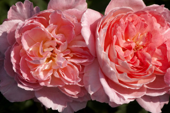 Картинка цветы розы большой розовый