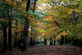 Картинка природа лес желтый осень деревья