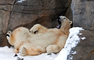 Картинка животные медведи большой белый живот забавный