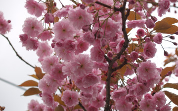 Картинка цветы сакура вишня макро ветка