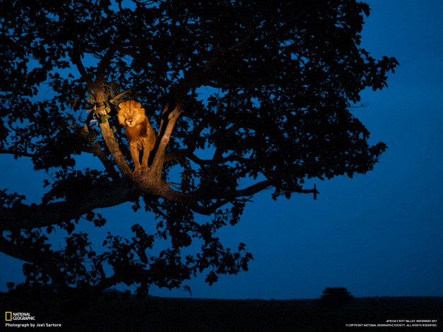 Обои картинки фото животные, львы, дерево